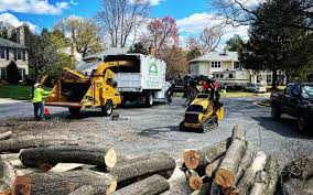 How Our Tree Care Process Works  in Murphysboro, IL